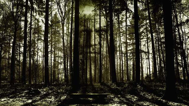 tvář v temném lese